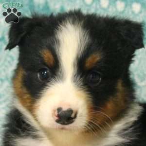 Mel, Australian Shepherd Puppy