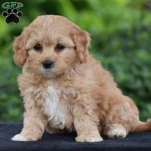 Melanie, Cavapoo Puppy
