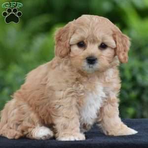 Melanie, Cavapoo Puppy