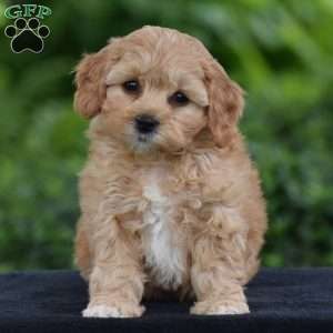 Melanie, Cavapoo Puppy