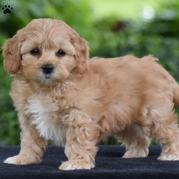 Melanie, Cavapoo Puppy