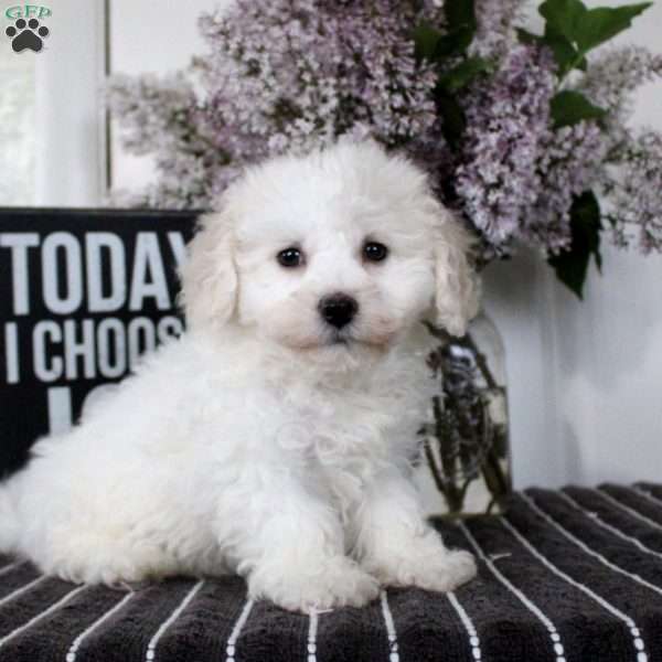 Melina, Bichon Frise Puppy