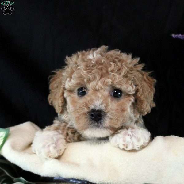 Melina, Bich-Poo Puppy