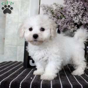 Melina, Bichon Frise Puppy