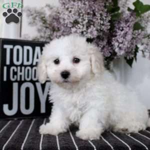 Melina, Bichon Frise Puppy