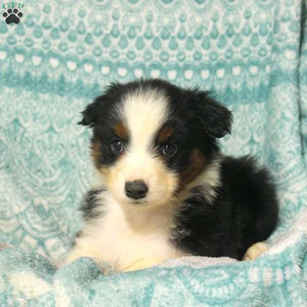 Melody, Australian Shepherd Puppy