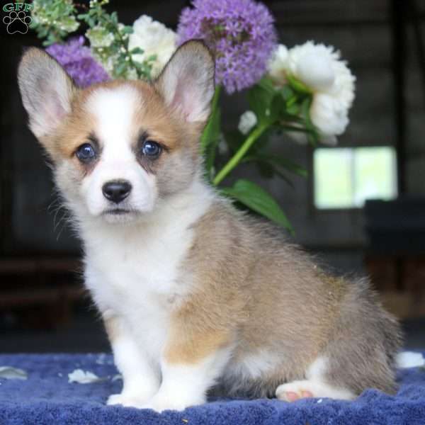 Melody, Pembroke Welsh Corgi Puppy