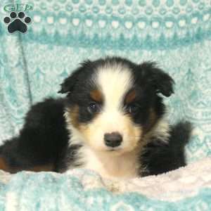 Melody, Australian Shepherd Puppy