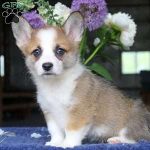 Melody, Pembroke Welsh Corgi Puppy