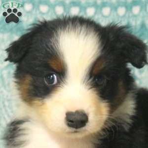 Melody, Australian Shepherd Puppy