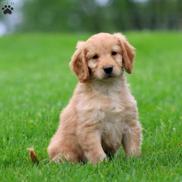 Mercy, Mini Goldendoodle Puppy