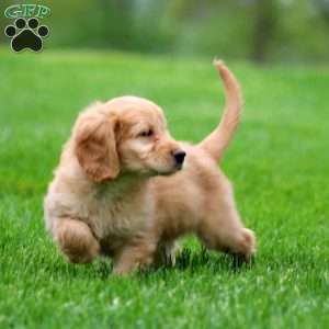 Mercy, Mini Goldendoodle Puppy