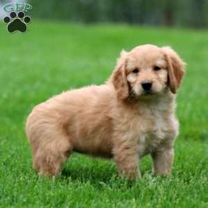Mercy, Mini Goldendoodle Puppy