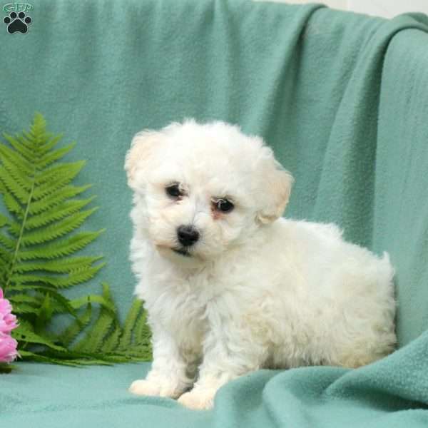Merlin, Bichon Frise Puppy