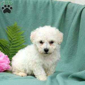 Merlin, Bichon Frise Puppy