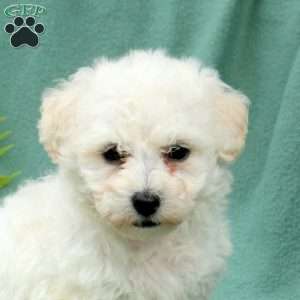 Merlin, Bichon Frise Puppy