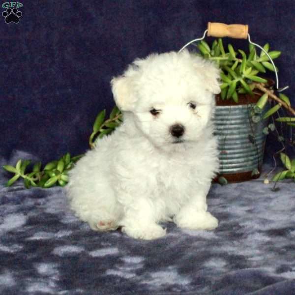 Merry, Maltichon Puppy