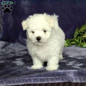 Merry, Maltichon Puppy
