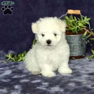 Merry, Maltichon Puppy