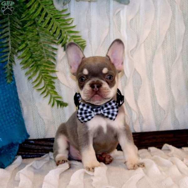 Metalic Ice, French Bulldog Puppy