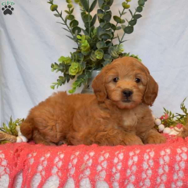 Mia, Mini Goldendoodle Puppy