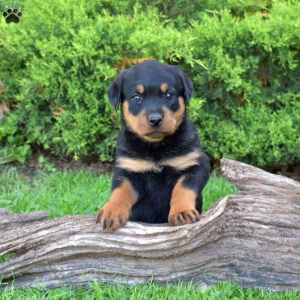 Mia, Rottweiler Puppy