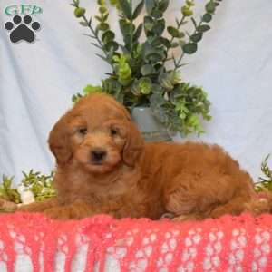 Mia, Mini Goldendoodle Puppy