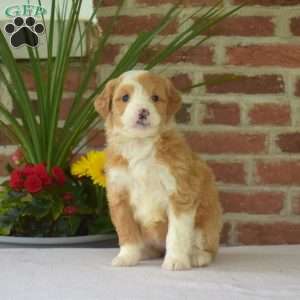 Mia, Mini Bernedoodle Puppy