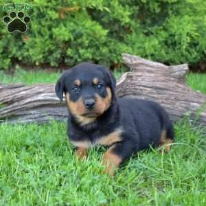 Mia, Rottweiler Puppy
