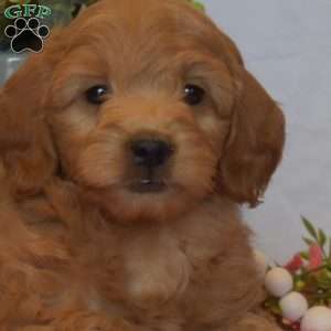 Mia, Mini Goldendoodle Puppy