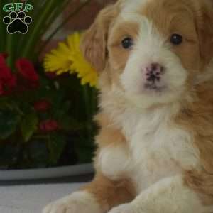 Mia, Mini Bernedoodle Puppy