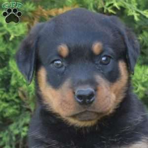 Mia, Rottweiler Puppy