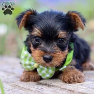 Micah, Yorkie Puppy