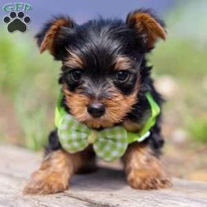 Micah, Yorkie Puppy