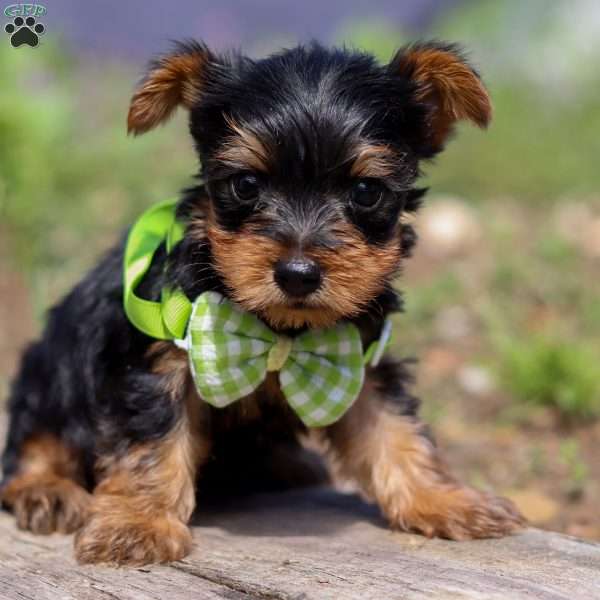 Micah, Yorkie Puppy