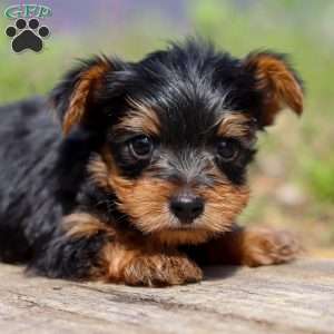 Micah, Yorkie Puppy