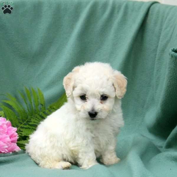 Micah, Bichon Frise Puppy