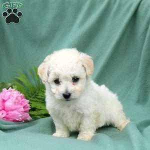 Micah, Bichon Frise Puppy