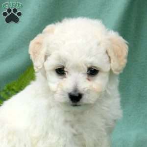 Micah, Bichon Frise Puppy