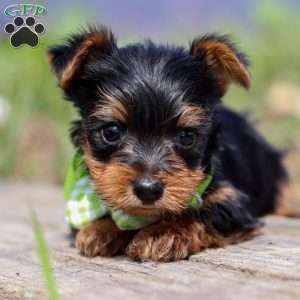 Micah, Yorkie Puppy