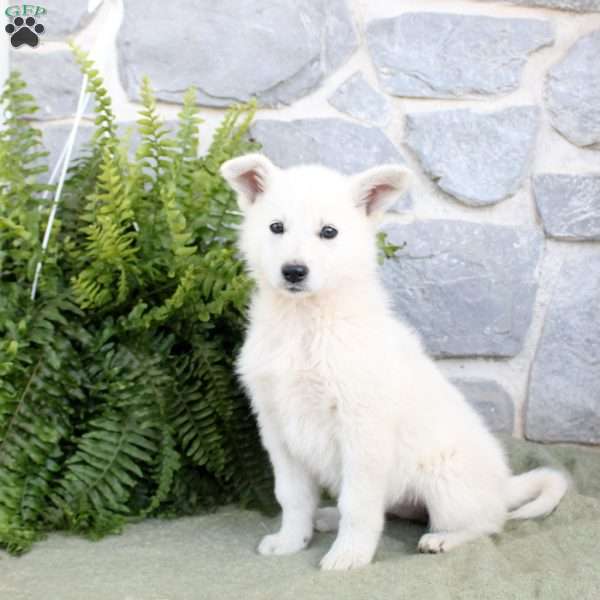 Michaela, German Shepherd Puppy