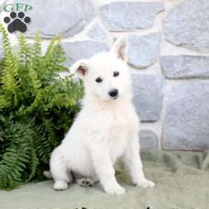 Michaela, German Shepherd Puppy