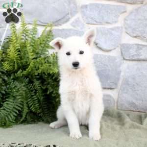 Michaela, German Shepherd Puppy