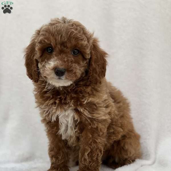 Michelle, Miniature Poodle Puppy