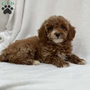 Michelle, Miniature Poodle Puppy
