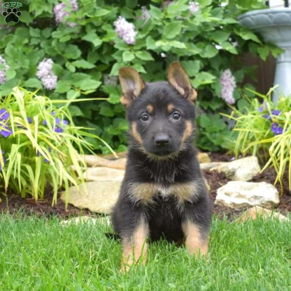 Mickey, German Shepherd Puppy