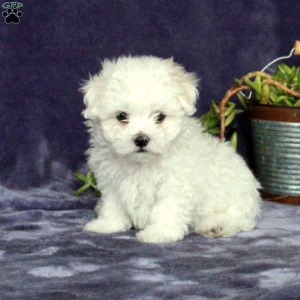 Mickey, Maltichon Puppy