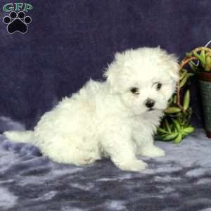 Mickey, Maltichon Puppy