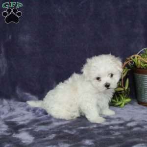 Mickey, Maltichon Puppy