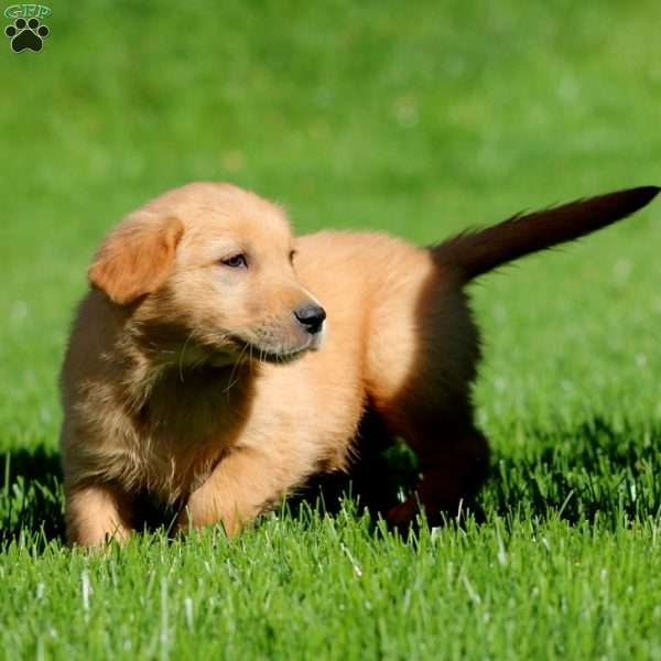 Mickey, Golden Retriever Puppy